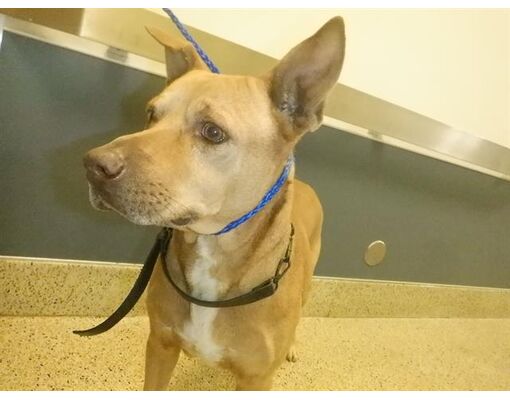 Doral, Fl - German Shepherd Dog. Meet Dutch A Pet For Adoption 