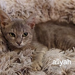 Thumbnail photo of Aliyah #2