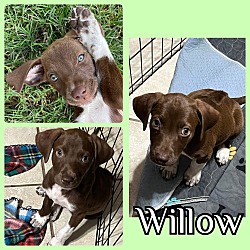 Photo of Willow