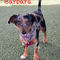 Thumbnail photo of Barbara #1