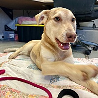 adopt a pet