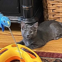 adopt a pet