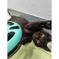adopt-pet