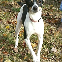 Photo of Petey ~ ADOPTED!