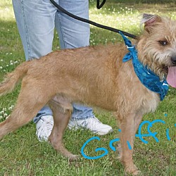 Thumbnail photo of Griffin 💙 ADOPTED! #2