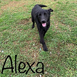 Thumbnail photo of Alexa #2