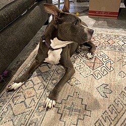 Photo of Miso