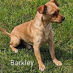 Thumbnail photo of Barkley #3
