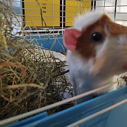 Thumbnail photo of Biscuito #2