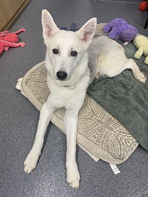 Orillia, On - Maremma Sheepdog Siberian Husky. Meet Tiny A Pet For 