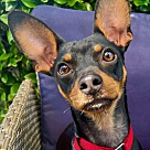 Adopt A Pet :: LEO - Escondido, CA