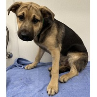 adopt-pet