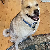 ACE - Siberian Husky / German Shepherd Dog available for adoption