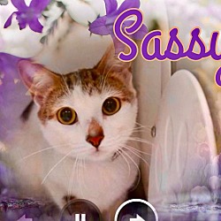 Thumbnail photo of Sassy #1