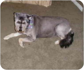 miniature schnauzer german shepherd mix