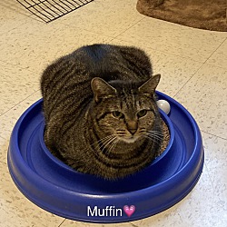 Thumbnail photo of Muffin #1
