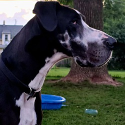 Appleton, WI - Great Dane. Meet Miljnor On Trial as of 8/21 a Pet for ...