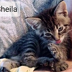 Thumbnail photo of SHEILA #1