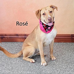 Photo of Rosé