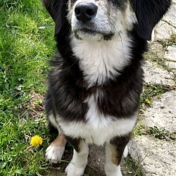 Photo of Tinsel (Reba)
