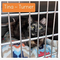 Photo of Tina (Turner)