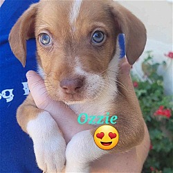 Photo of Ozzie
