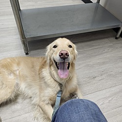 Photo of Koda