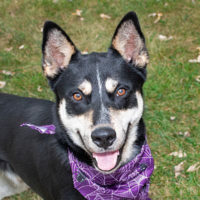 Troy, OH - German Shepherd Dog/Husky. Meet Neko a Pet for Adoption ...