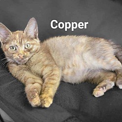 Thumbnail photo of Copper #4