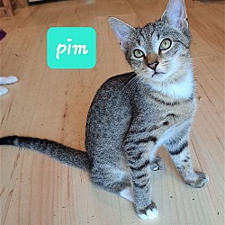 Thumbnail photo of Pim #3