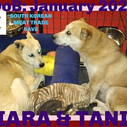 Thumbnail photo of TIARA & TANIA  - $500 both girls #2
