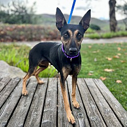 Manchester terrier clearance near me