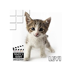 Thumbnail photo of Levi #2