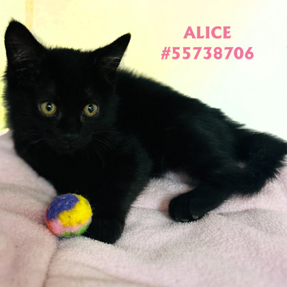 Photo of Alice - Hope