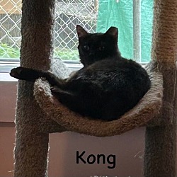 Photo of Kong