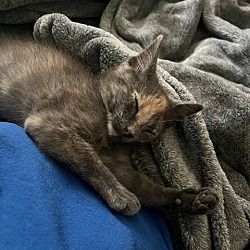 Thumbnail photo of Goose (dilute torti cuddle bug) #3