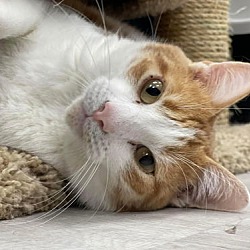 Thumbnail photo of Cheddar #3