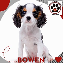 Thumbnail photo of BOWEN #2