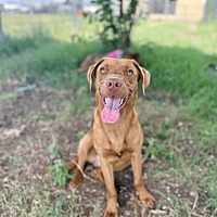 adopt a pet