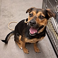 adopt a pet