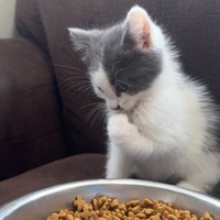 adopt-pet
