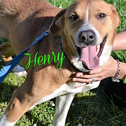 Thumbnail photo of Henry #1