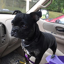 Thumbnail photo of BUGSY- ** breed exp home only #1