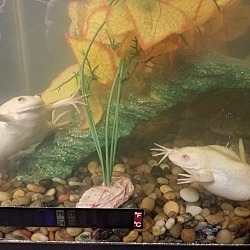 Thumbnail photo of African Clawed Frogs #1
