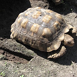 Thumbnail photo of Sulcata Tortoises(5) #3