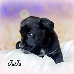 Thumbnail photo of JuJu~adopted! #2