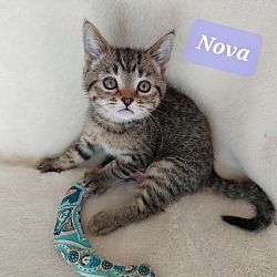 Photo of NOVA  - Bobblehead Litter