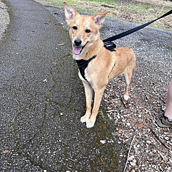 Photo of Olive