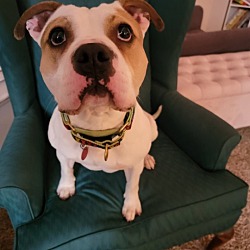 Photo of PUGSLEY