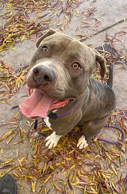 Benicia, CA - Pit Bull Terrier/Mixed Breed (Large). Meet Porcupine a ...